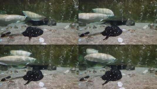 水族馆里的海洋动物高清在线视频素材下载