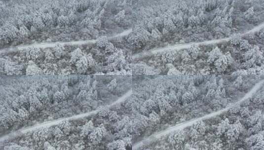 航拍湖北神农架冬季冬天云海冰雪雪松雪景高清在线视频素材下载