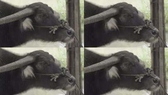 家养牲畜牦牛4K视频素材高清在线视频素材下载