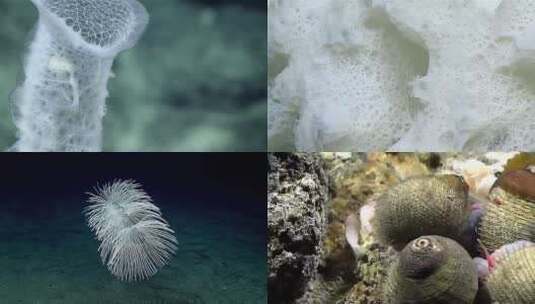 马里亚纳海沟生物多样性热点的镜头高清在线视频素材下载