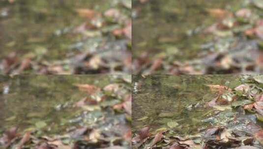 小溪里的落叶高清在线视频素材下载