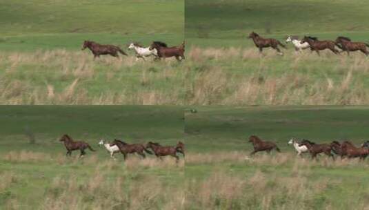 马在草原上奔跑高清在线视频素材下载