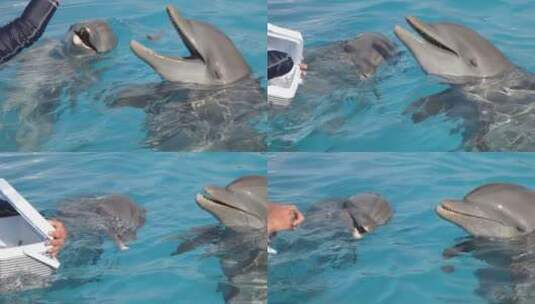 饲养员给海豚喂食高清在线视频素材下载