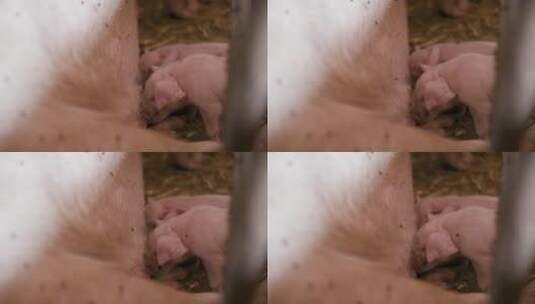 养猪场的小猪在吃奶高清在线视频素材下载