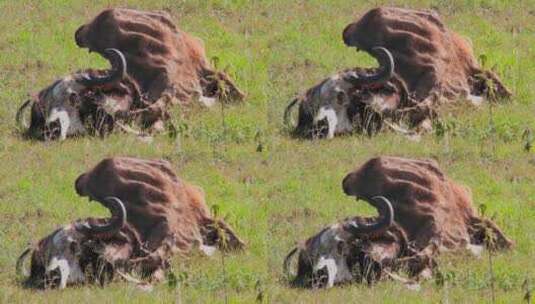 在田野里的牛的尸体高清在线视频素材下载