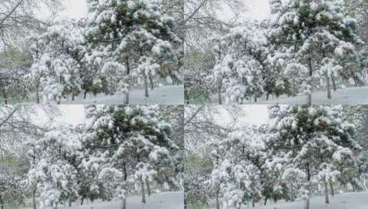 北京初冬树枝上落满积雪高清在线视频素材下载