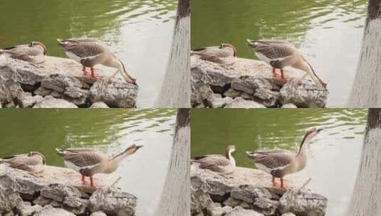 湖边戏水的天鹅高清在线视频素材下载