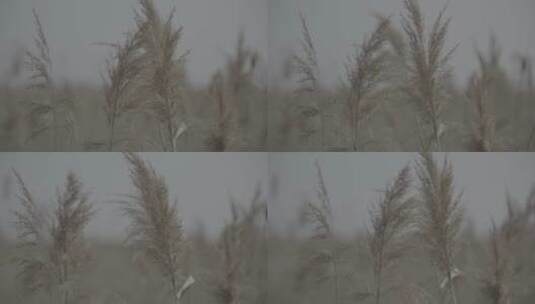 上海海边礁石樱花log灰色实拍原素材高清在线视频素材下载