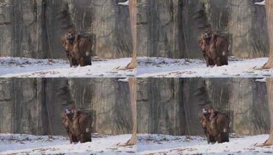 动物园野生动物秃鹫雄鹰高清在线视频素材下载
