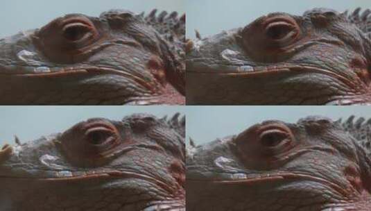 冷血动物蜥蜴爪子眼睛皮肤各部分特写高清在线视频素材下载