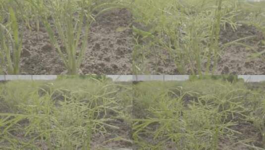 茴香幼苗温室微距拍摄LOG素材高清在线视频素材下载