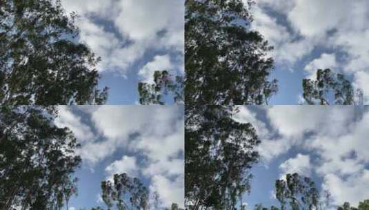树木4K实拍视频高清在线视频素材下载