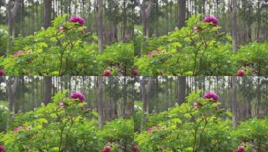 河南洛阳4k牡丹盛开春天鲜花生机盎然植物高清在线视频素材下载