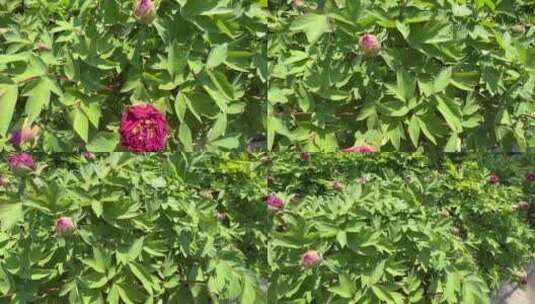 夏季含苞待放的国花牡丹高清在线视频素材下载