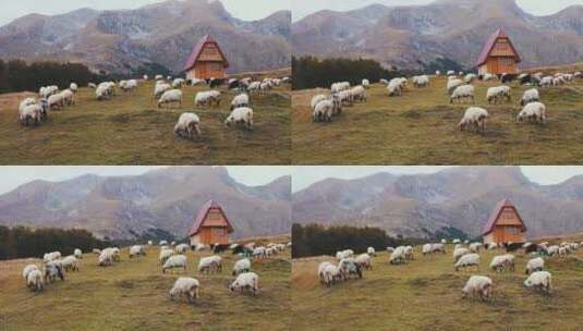 一群羊儿在吃草高清在线视频素材下载