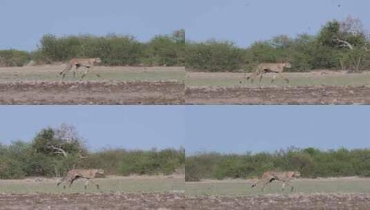 猎豹在稀树大草原狩猎高清在线视频素材下载