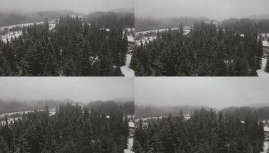 加拿大森林里的雪高清在线视频素材下载