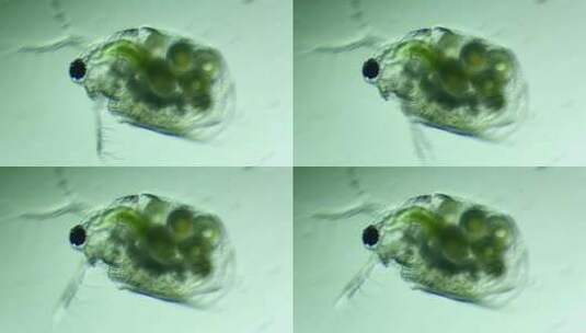 显微镜下的微型动物，枝角类（水蚤）1高清在线视频素材下载
