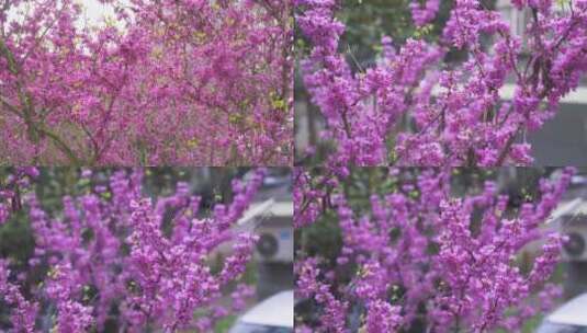 紫荆花合集高清在线视频素材下载