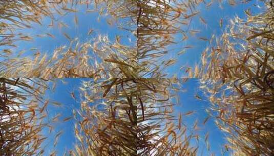 金色的麦子和蓝天的俯瞰高清在线视频素材下载