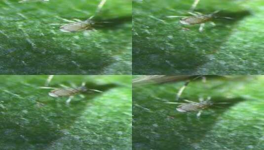 自媒体素材 显微镜下的蚜虫4高清在线视频素材下载