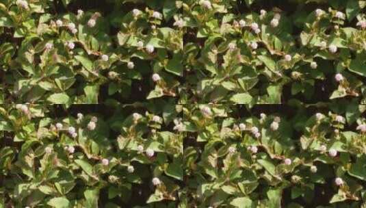 石头墙壁上的野花花朵4K实拍视频 (4)高清在线视频素材下载
