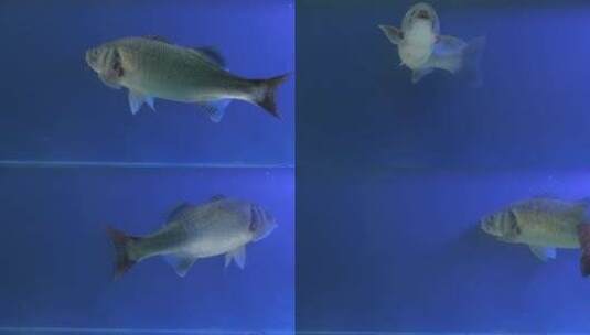 鱼在水下高清在线视频素材下载