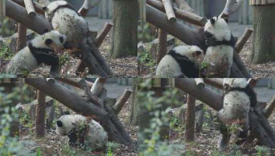 两只可爱的大熊猫幼崽一起玩耍高清在线视频素材下载