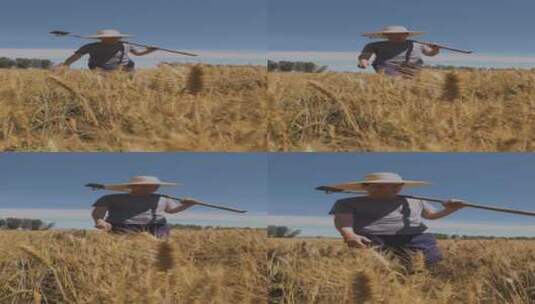 农民开心的看着麦子高清在线视频素材下载