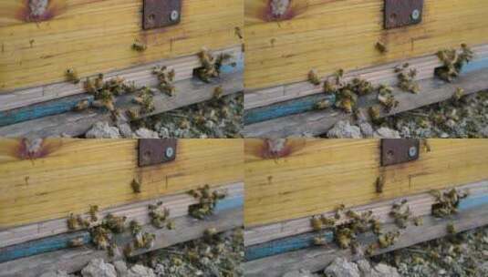 蜜蜂从蜂巢里飞出高清在线视频素材下载