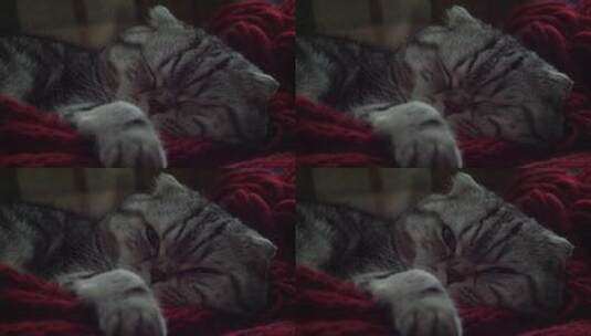 苏格兰折叠猫睡在一张红色针织床罩上。高清在线视频素材下载