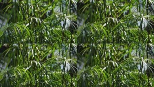 滴水观音水生植物植被高清在线视频素材下载