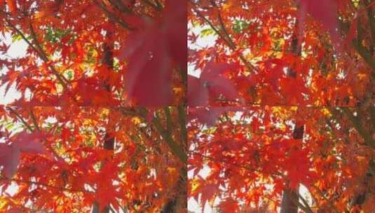 秋天里的红色枫叶秋色高清在线视频素材下载