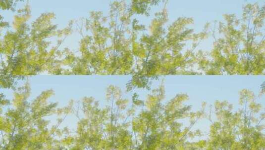春天的绿树高清在线视频素材下载
