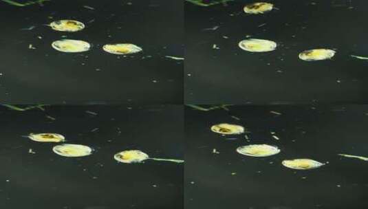 竖屏 显微镜下的水蚤 2高清在线视频素材下载
