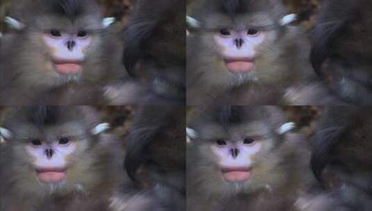 滇金丝猴首领1高清在线视频素材下载