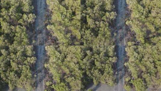 航拍红树林森林景观高清在线视频素材下载