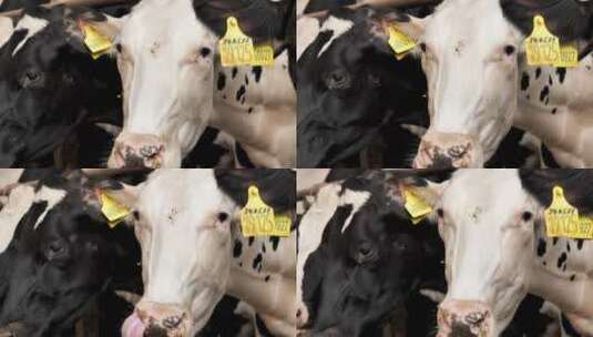 黑色和白色有趣的牛咀嚼。动物看着镜头高清在线视频素材下载