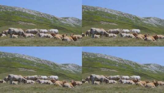 一群牛在山脚吃草高清在线视频素材下载
