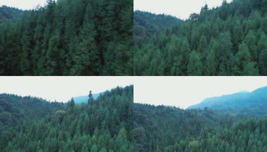 山林上升见整片森林高清在线视频素材下载