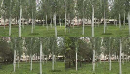 公园里的小树高清在线视频素材下载