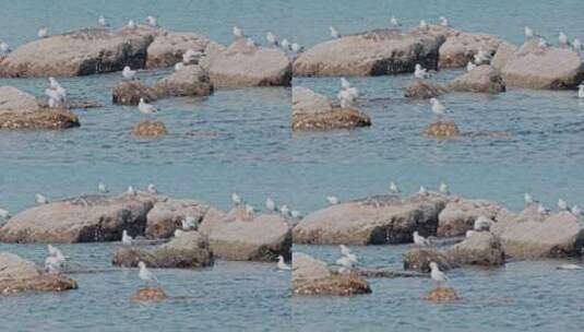 8k 实拍海边礁石上的海鸟海鸥高清在线视频素材下载
