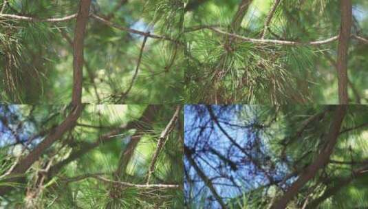 迎客松古柏松树保护树木高清在线视频素材下载
