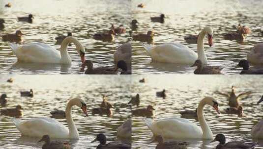 超级慢动作中的白天鹅高清在线视频素材下载