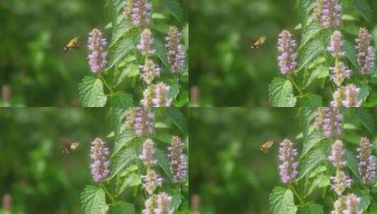 蜂鸟蛾采蜜飞舞慢镜头高清在线视频素材下载