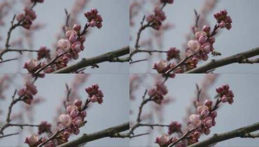 蜜蜂在粉色的花苞上采蜜高清在线视频素材下载