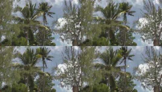 海滩棕榈树和其他树木映衬着明亮的天空高清在线视频素材下载