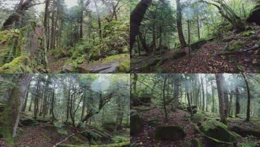 雨崩原始森林高清在线视频素材下载