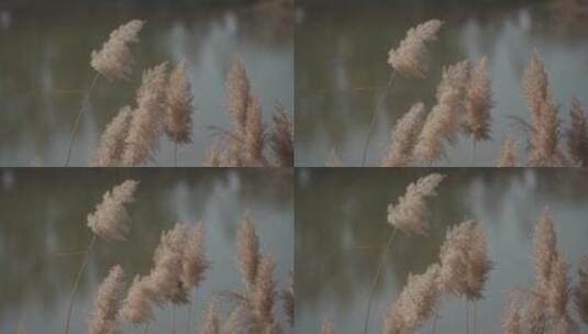 秋天芦苇，风中摇曳100帧灰片素材高清在线视频素材下载