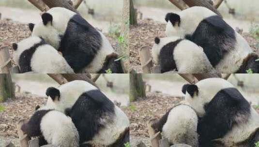 大熊猫妈妈和宝宝一起玩耍高清在线视频素材下载